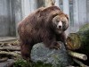 Kodiak Bear