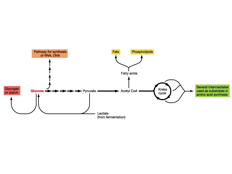 Krebs cycle And Glycolysis