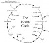 Difference between Krebs cycle And Glycolysis