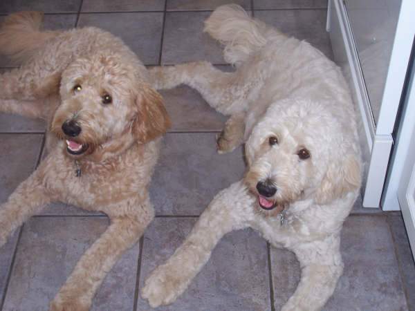 Labradoodle and Goldendoodle