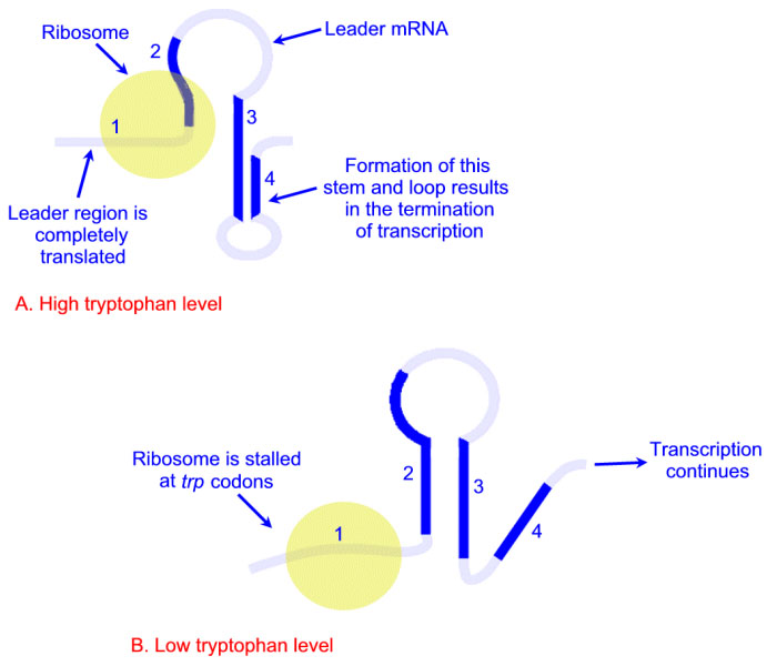 Difference between Lac and Trp Operon