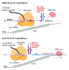 Dissimilarity between Lac and Trp Operon