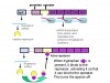 Dissimilarity between Lac and Trp Operon