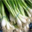 Leek and Spring Onion