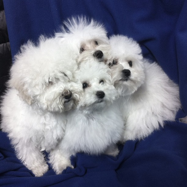 Maltese and Bichon