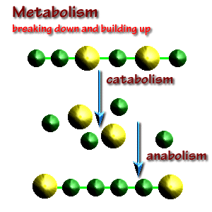 Difference between Metabolism and Anabolism
