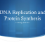 Protein Synthesis and DNA Replication