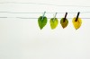 Fall leaves hanging on a clothes line