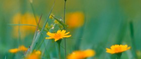 Goatsbeard flowers