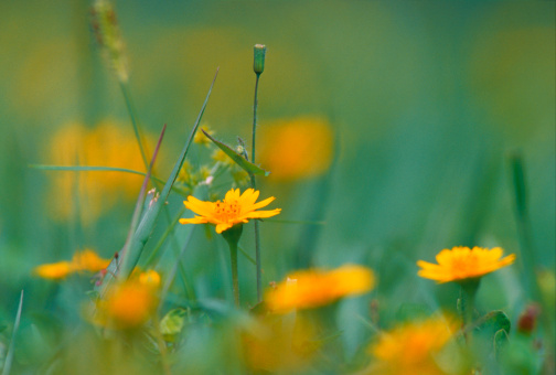 Goatsbeard flowers