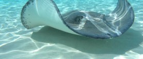 Stingray and Manta Ray
