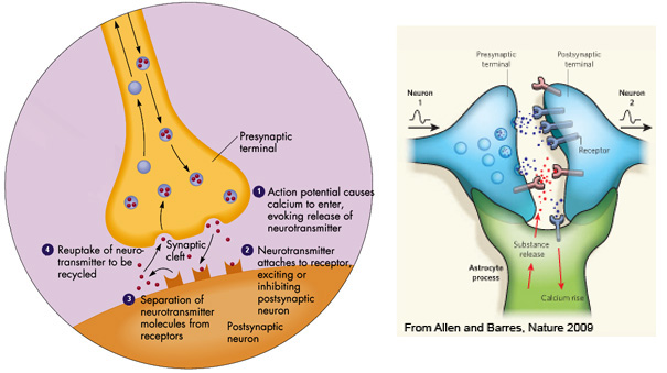 Difference between Synapse and Synaptic Cleft