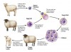 Difference between Therapeutic Cloning and Reproductive Cloning
