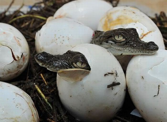 crocodile eggs