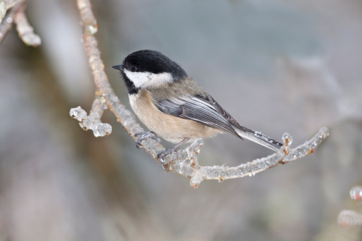 Chickadees