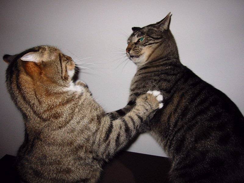 Cat fighting