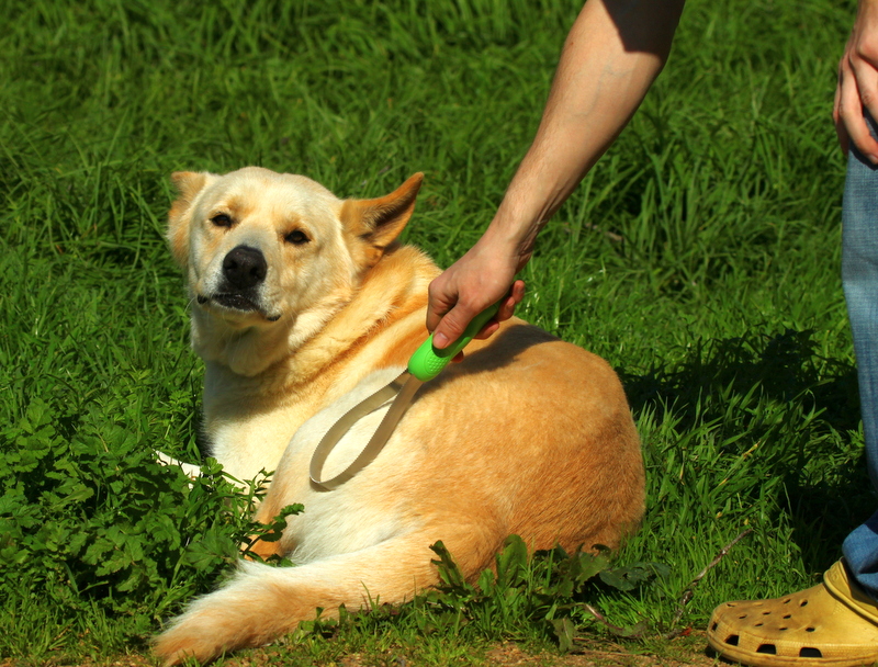 Brushing a Dog with a Shedding Blade