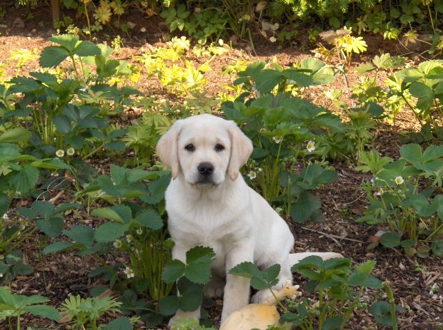 Dog in Backyard