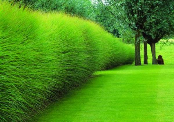 ornamental grass hedge