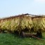 Drying Tobacco Leaves