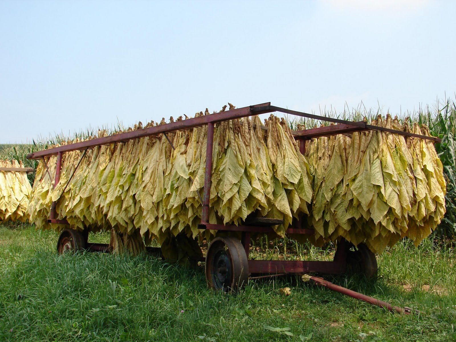 Drying Tobacco Leaves