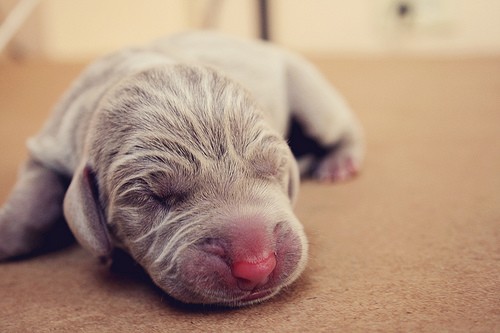 2 Days Old Puppy