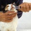 Man Give Medicine to Cat with Dropper
