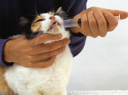 Man Give Medicine to Cat with Dropper