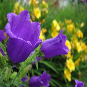 Canterbury Bells