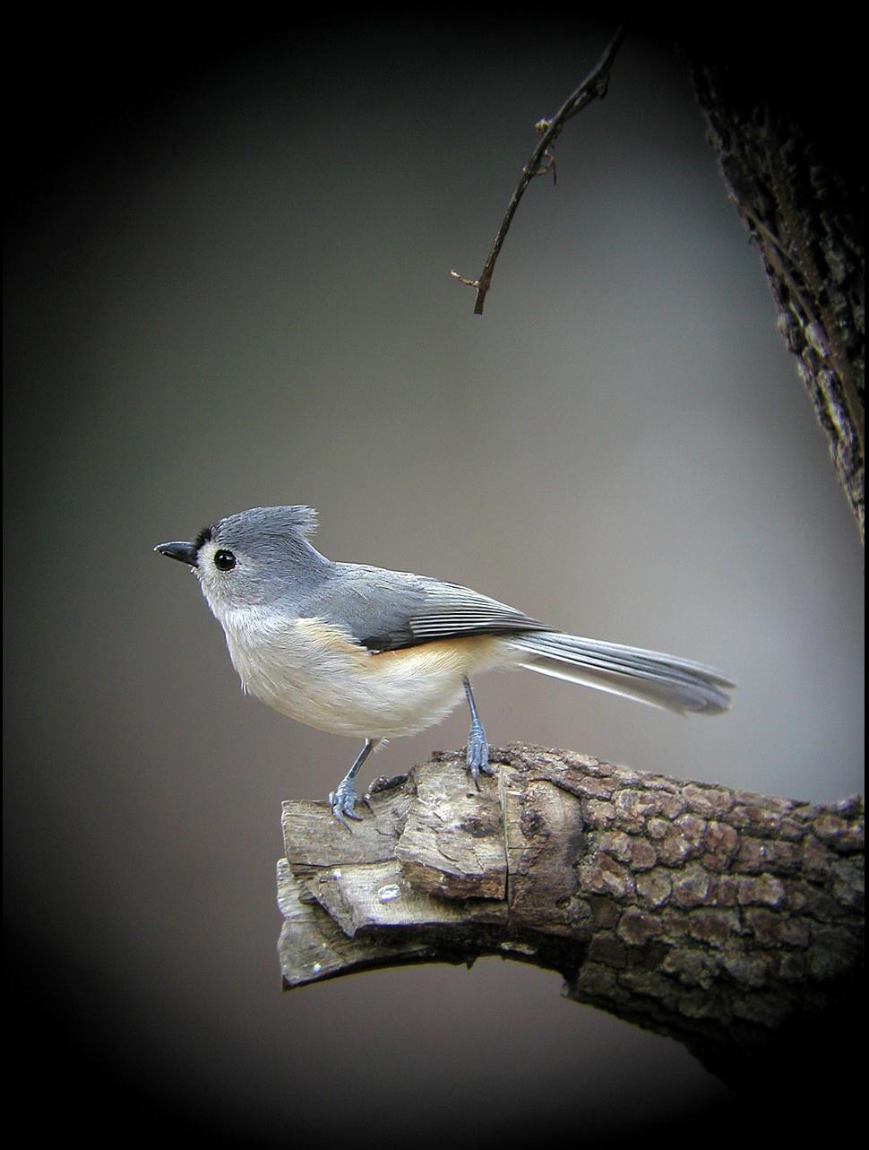 Tufted Titmouse Bird