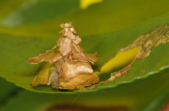 Bagworms