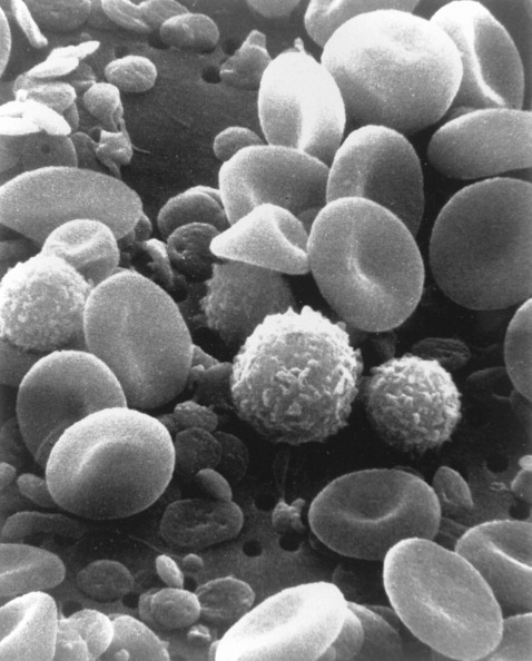 Platelets in Blood