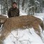 Legally Hunted Cougar