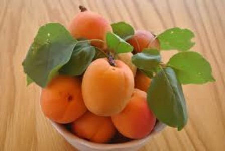 Apricots