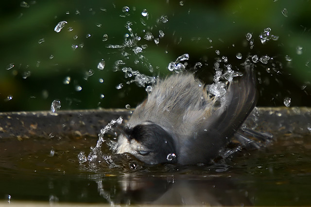 Clean Birdbath