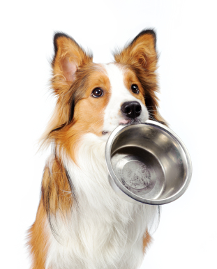 dog with empty bowl