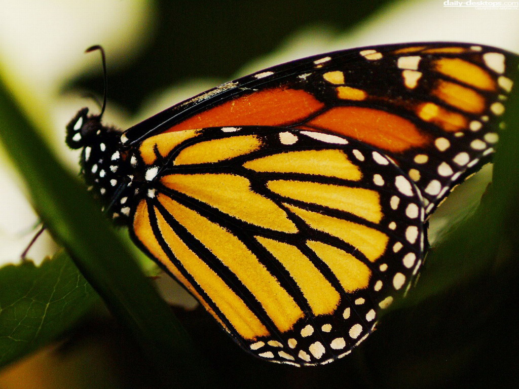 Tortoiseshell Butterfly