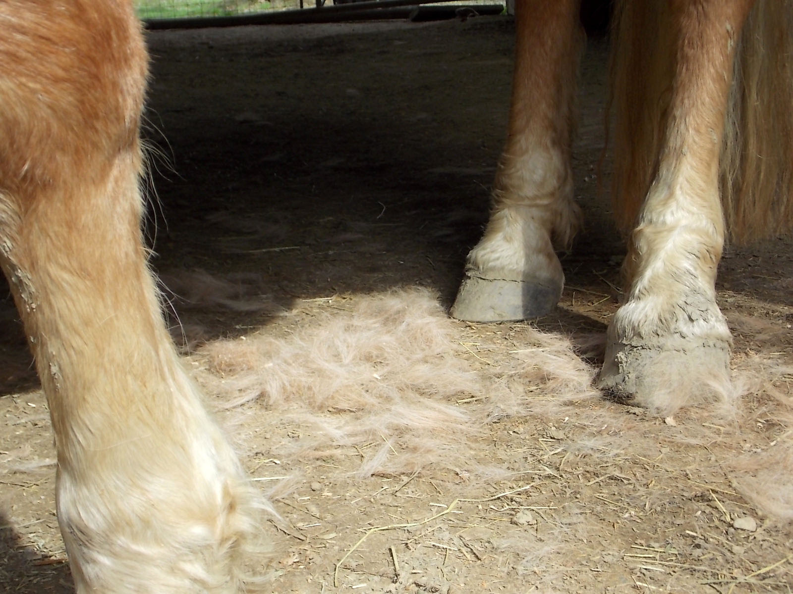 Shed Your Shetland Pony Using the Furminator