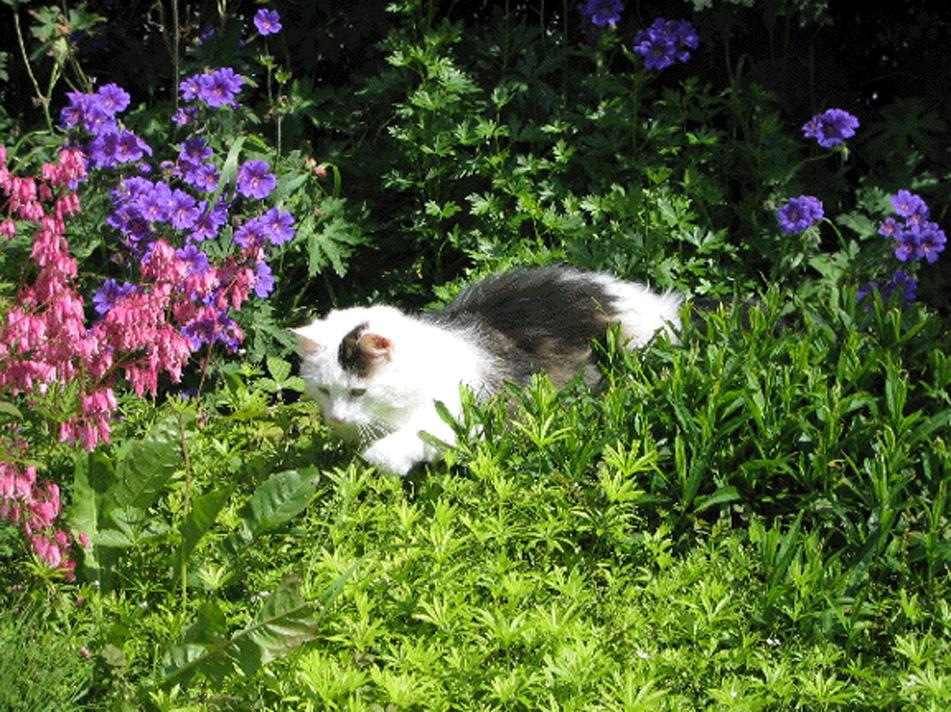 Cat in the garden