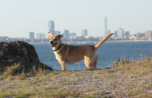 Tips to Stop a Dog From Digging Using the M.U.T.T. Method