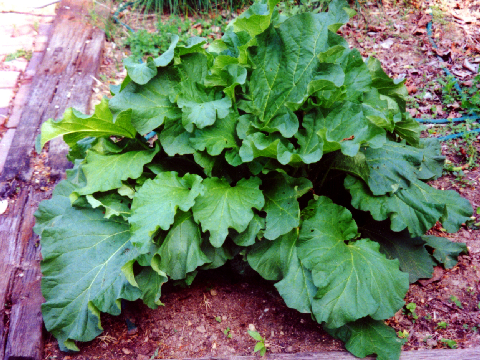 Rhubarb Plant