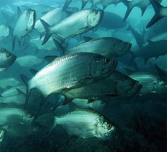 tarpon in the surf