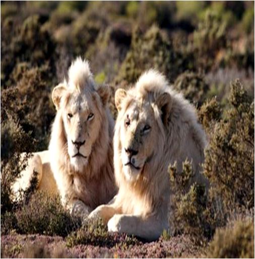 Top 10 Amazing Facts About Lions