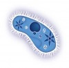Paramecium