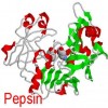 Pepsin