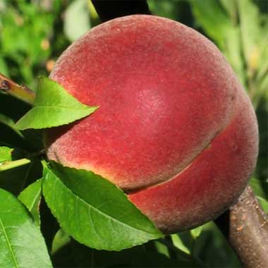 Ripe Peach on Tree