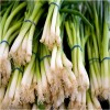 Spring Onion