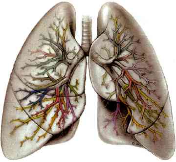 Lungs