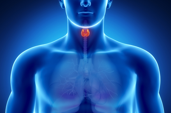 Thyroid gland