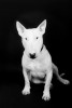 bull terrier